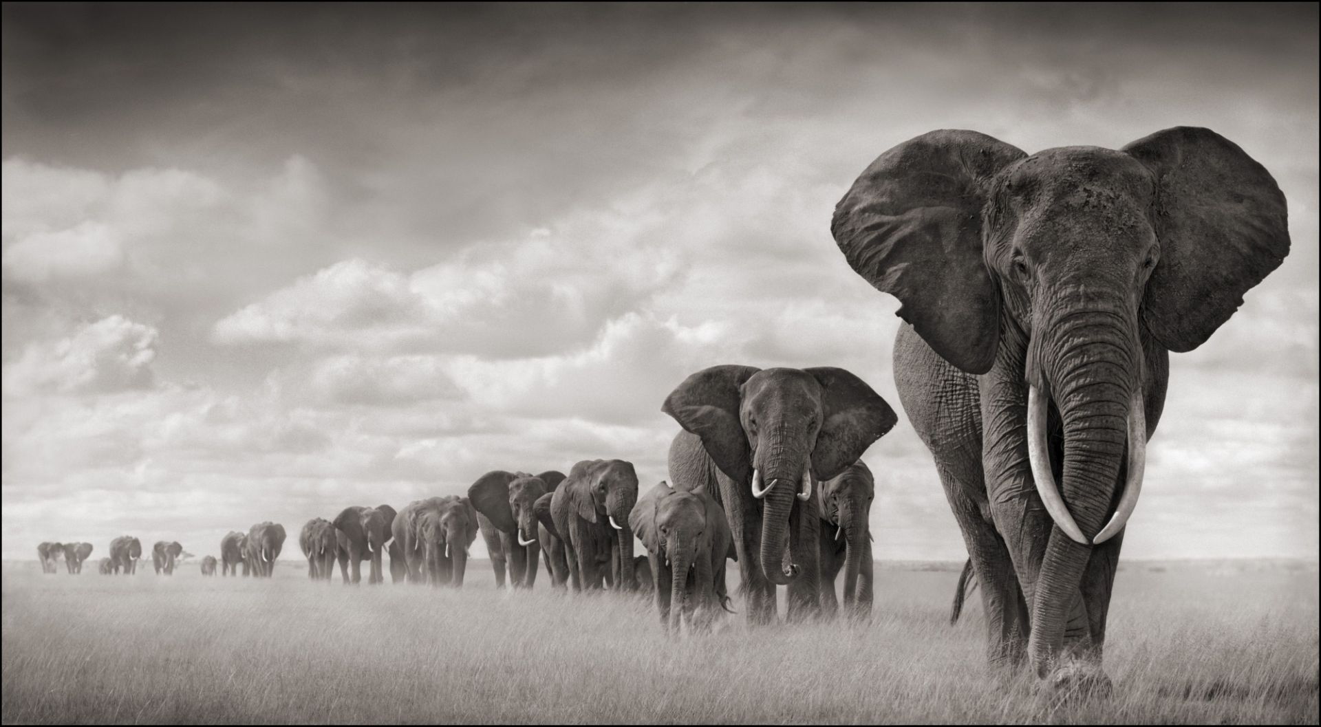 Christophe Guye Galerie Nick Brandt Elephants Walking Through Grass 2000Px