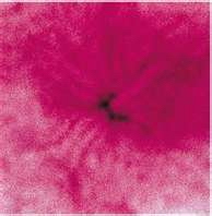 Noritoshi HIRAKAWA (*1960, Japan): Spring of a Mum – Christophe Guye Galerie