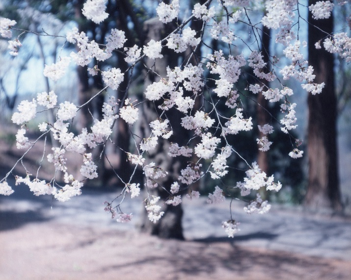Risaku Suzuki: Sakura 16, 4-87 – Christophe Guye Galerie