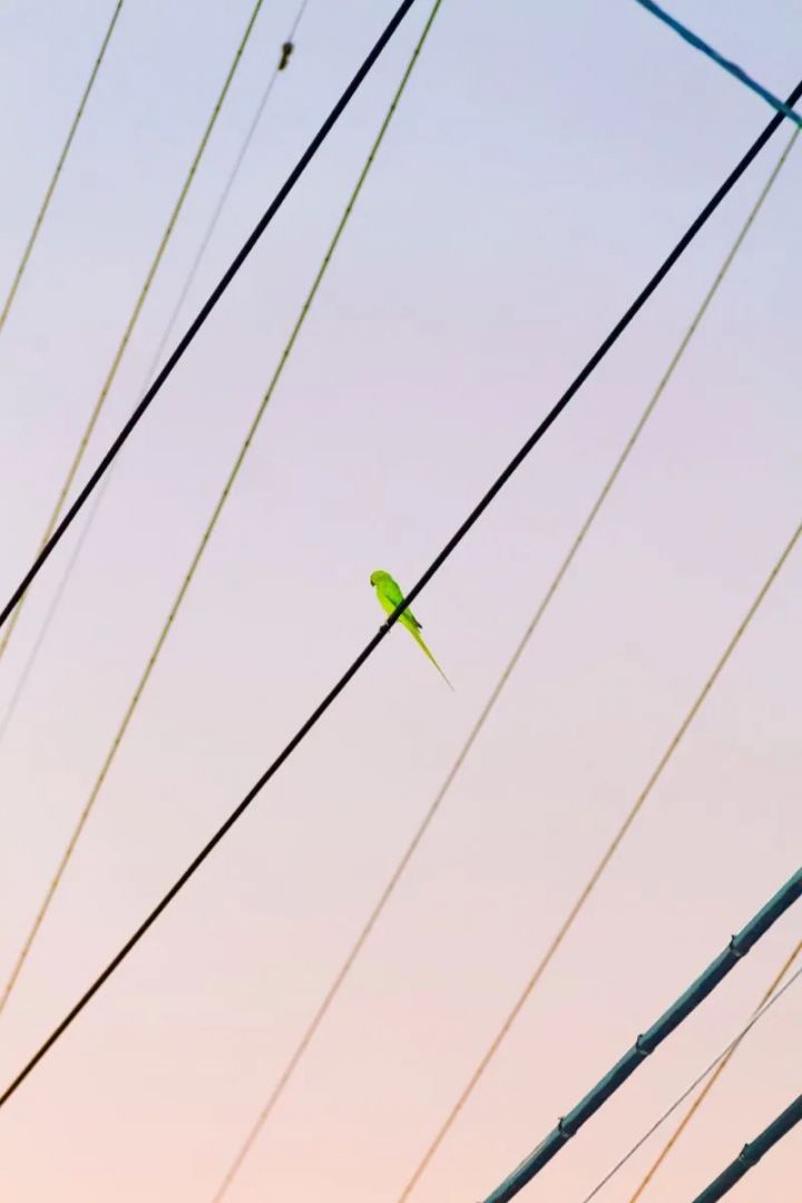 Yoshinori Mizutani: Tokyo Parrots 004 – Christophe Guye Galerie