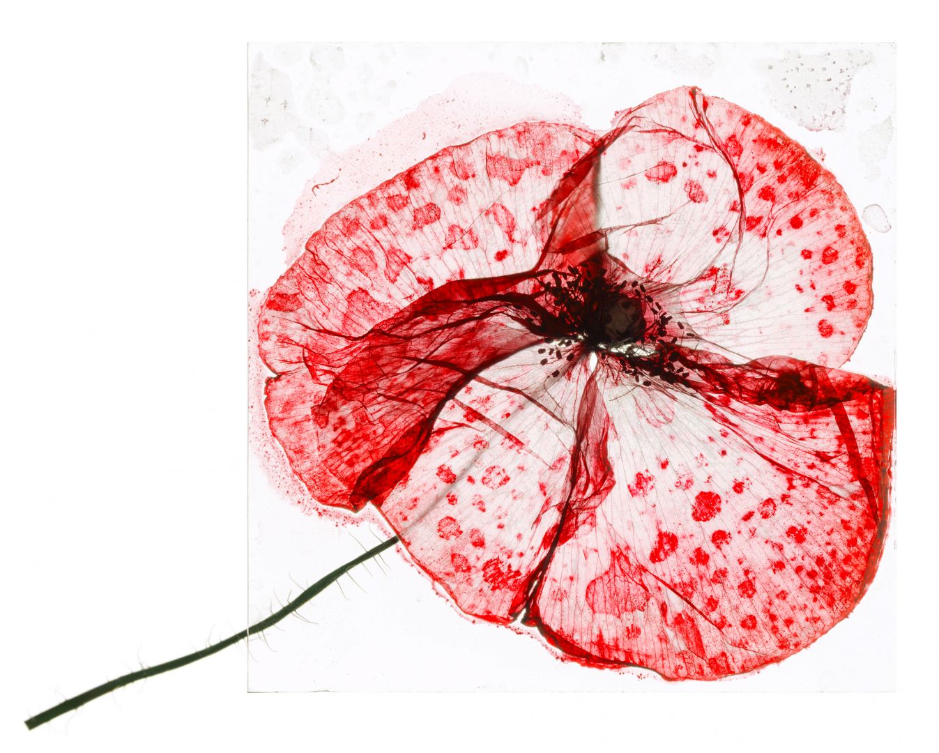 Brigitte LUSTENBERGER (*1969, Switzerland): My eyes said forever – Christophe Guye Galerie