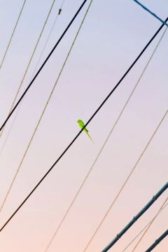 Yoshinori Mizutani: Tokyo Parrots 004 – Christophe Guye Galerie