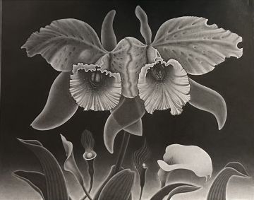 Yoshifumi HAYASHI (*1948, Japan): Flowers – Christophe Guye Galerie