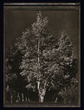 Albert WATSON (*1942, Scotland): Tree, Colorado – Christophe Guye Galerie