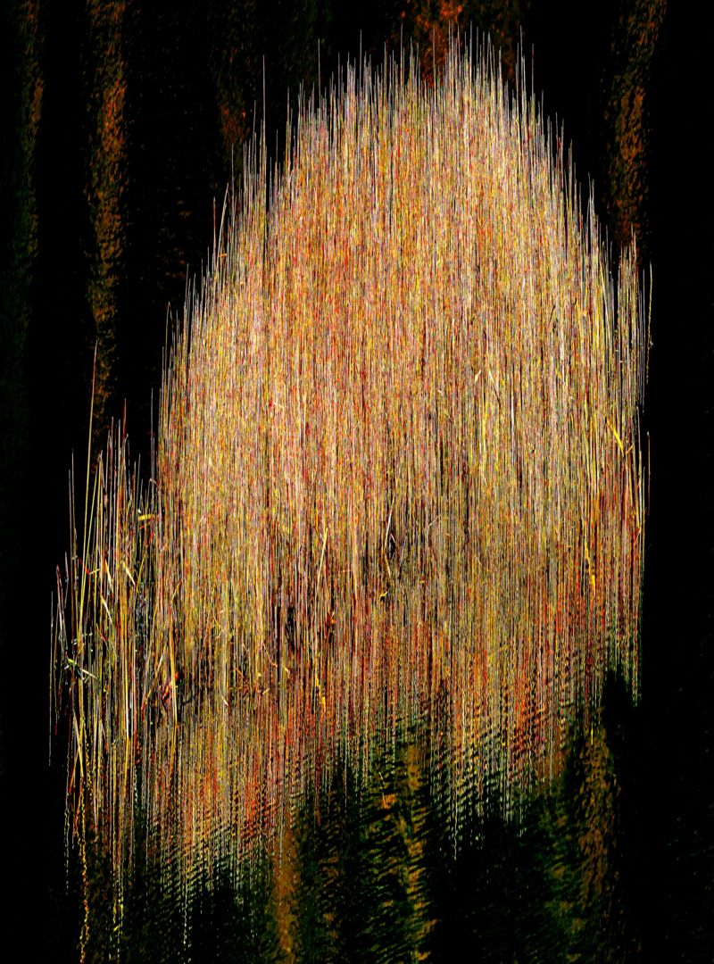 Albert WATSON (*1942, Scotland): Reeds 4 Coral Beach – Christophe Guye Galerie