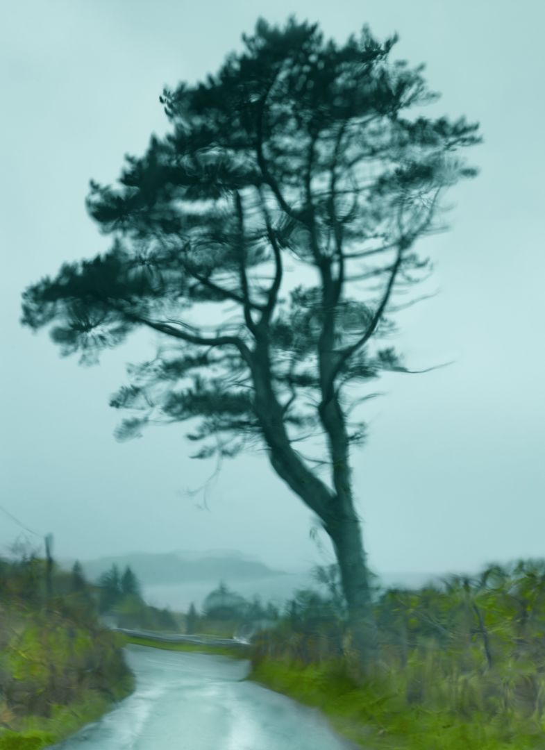 Albert WATSON (*1942, Scotland): Tree Fairy Glen View from Windshield – Christophe Guye Galerie