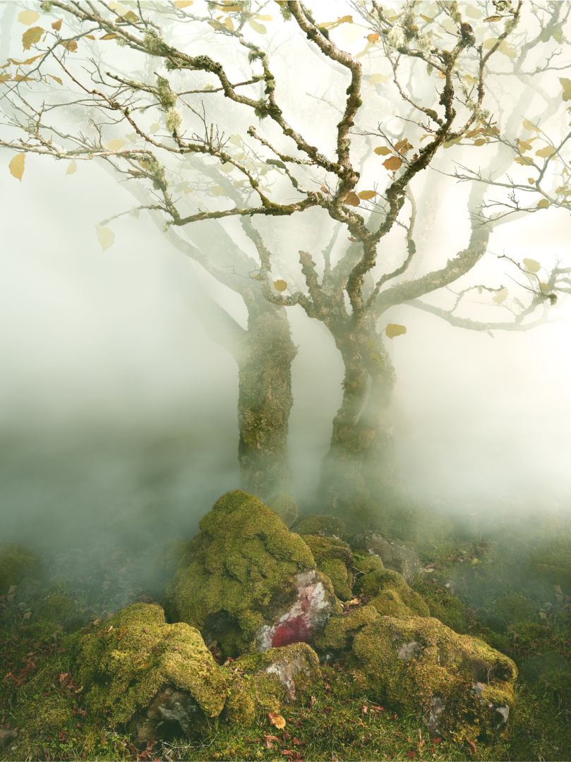 Albert WATSON (*1942, Scotland): Tree Fairy Glen – Christophe Guye Galerie
