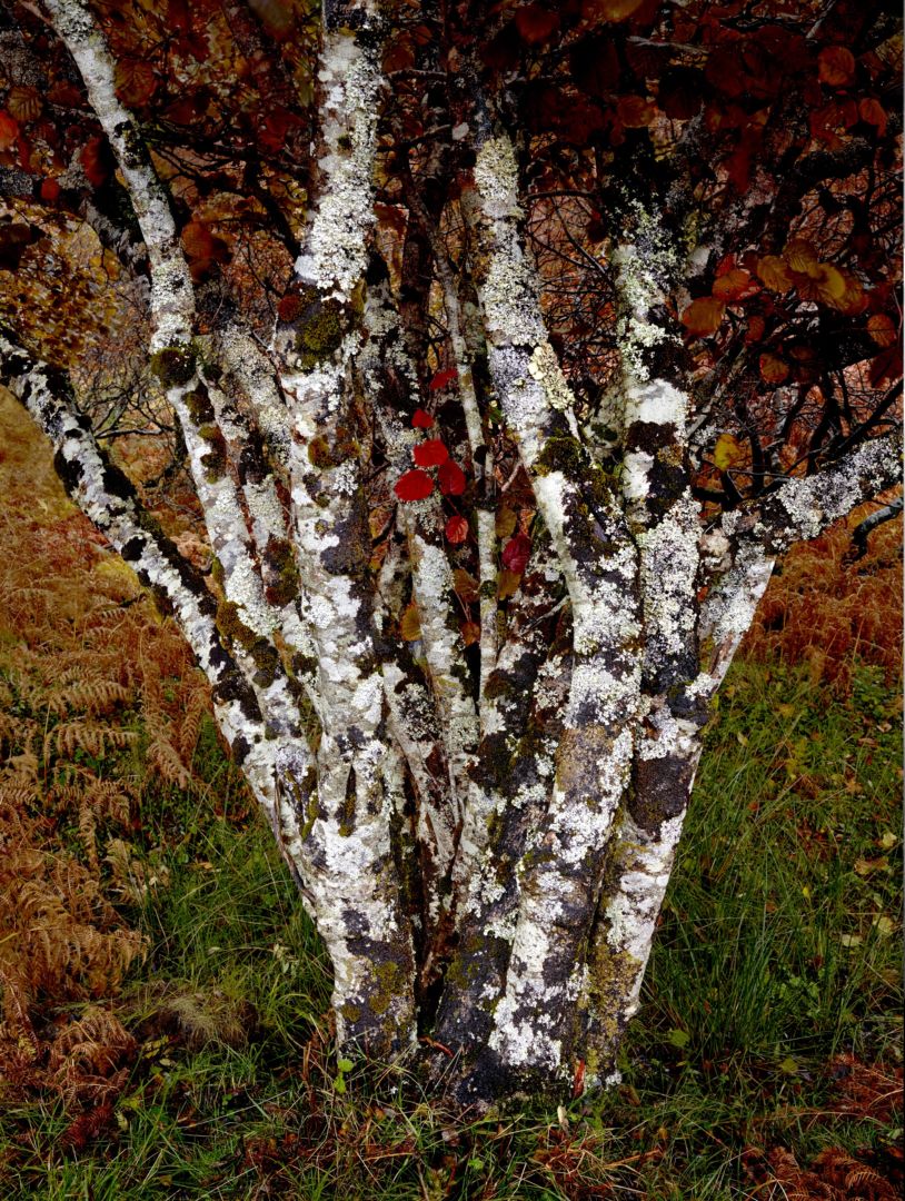Albert WATSON (*1942, Scotland): Tree off Side Road – Christophe Guye Galerie