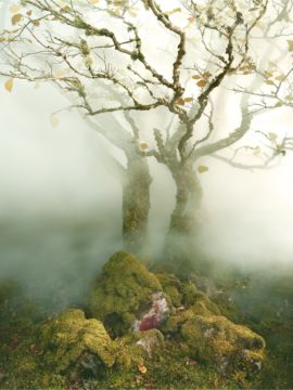 Albert WATSON (*1942, Scotland): Tree Fairy Glen – Christophe Guye Galerie