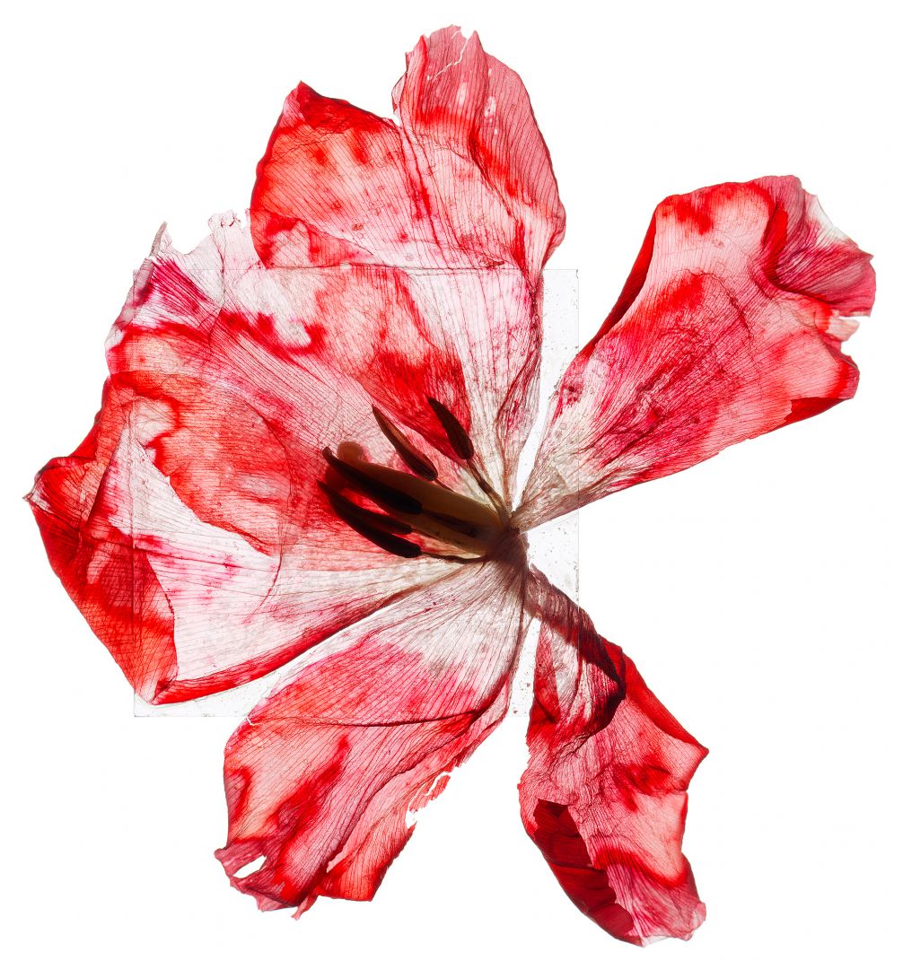 Brigitte LUSTENBERGER (*1969, Switzerland) : Of love – Christophe Guye Galerie