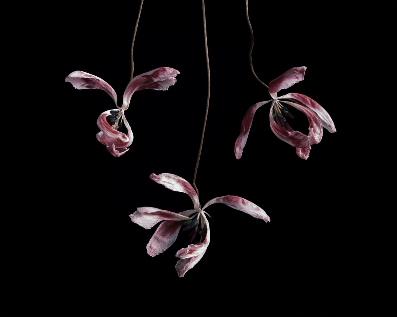Brigitte LUSTENBERGER (*1969, Switzerland): Flowers XXIII – Christophe Guye Galerie