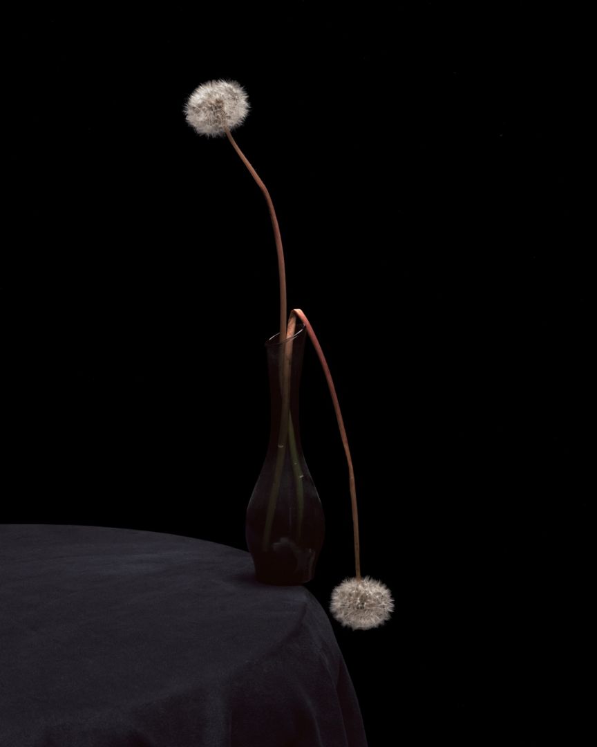 Brigitte LUSTENBERGER (*1969, Schweiz) : Flowers XXXIII – Christophe Guye Galerie