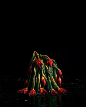 Brigitte LUSTENBERGER (*1969, Switzerland) : Flowers V  – Christophe Guye Galerie