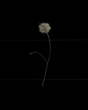 Brigitte LUSTENBERGER (*1969, Switzerland) : Flowers XVIII – Christophe Guye Galerie