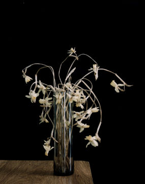 Brigitte LUSTENBERGER (*1969, Switzerland): Flowers XXXVII – Christophe Guye Galerie