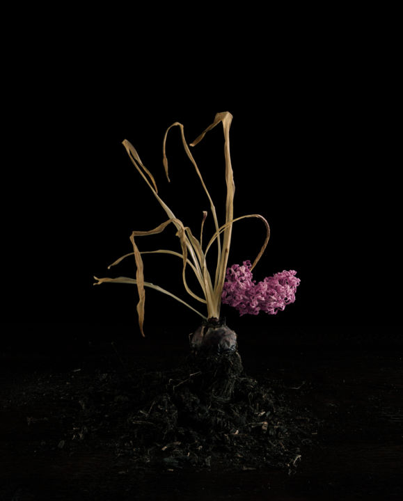 Flora Imaginaria: The Flower in Contemporary Photography – Christophe Guye Galerie