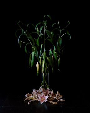 Brigitte LUSTENBERGER (*1969, Switzerland) : Flowers II – Christophe Guye Galerie