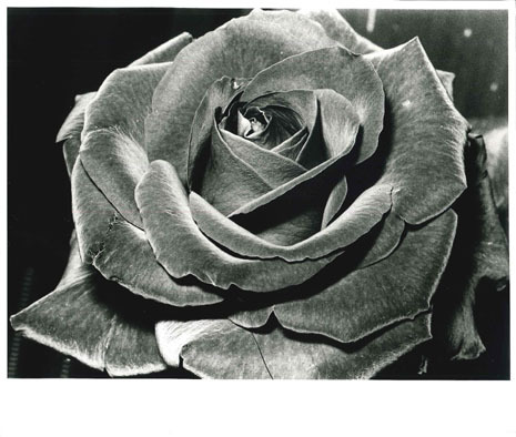 Daido MORIYAMA (*1938, Japan): Rose – Christophe Guye Galerie