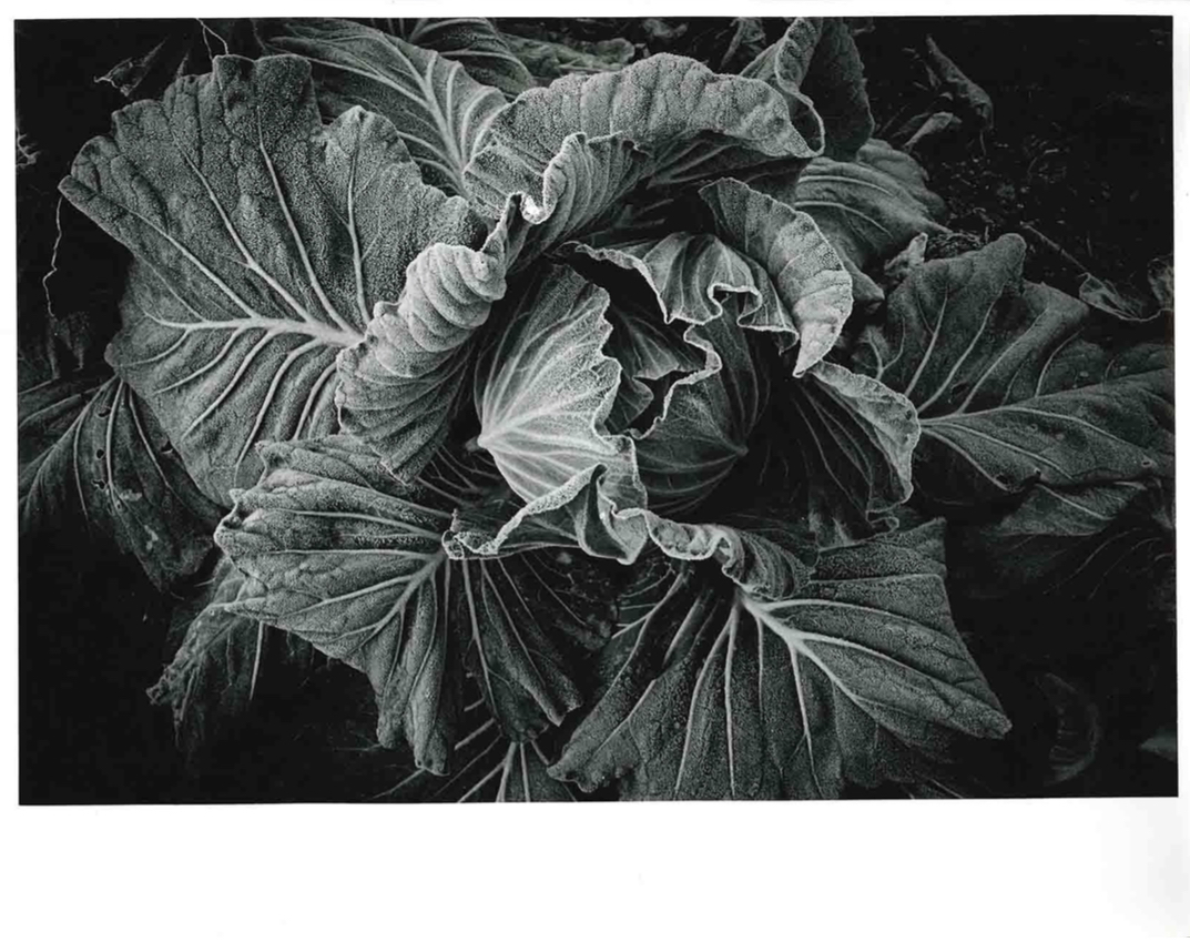 Daido MORIYAMA (*1938, Japan): Cabbage – Christophe Guye Galerie