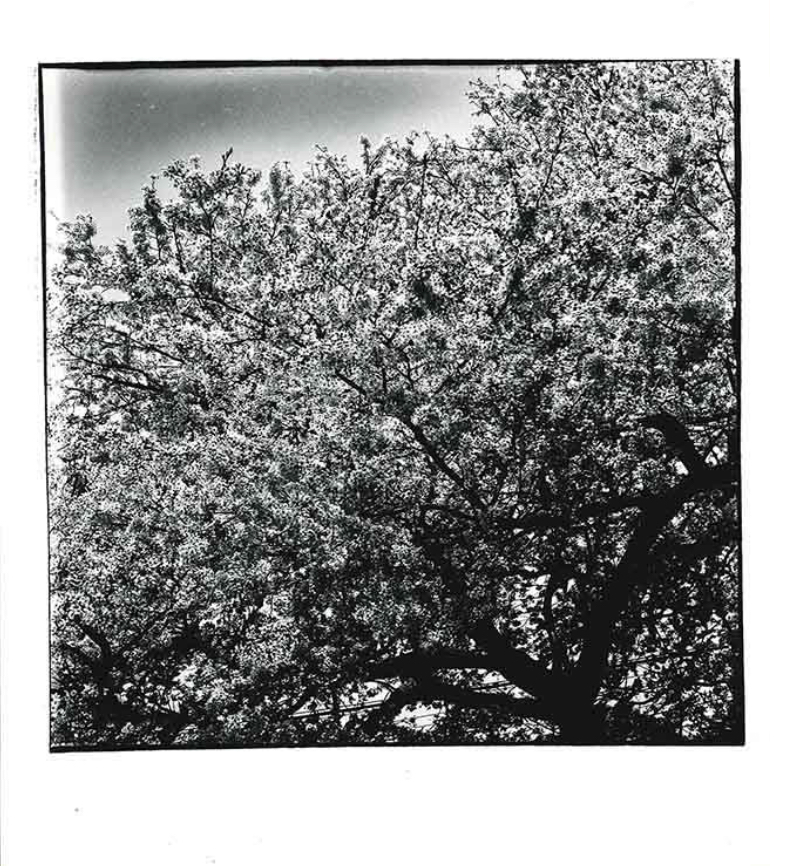Daido MORIYAMA (*1938, Japan): Cherry Blossoms – Christophe Guye Galerie