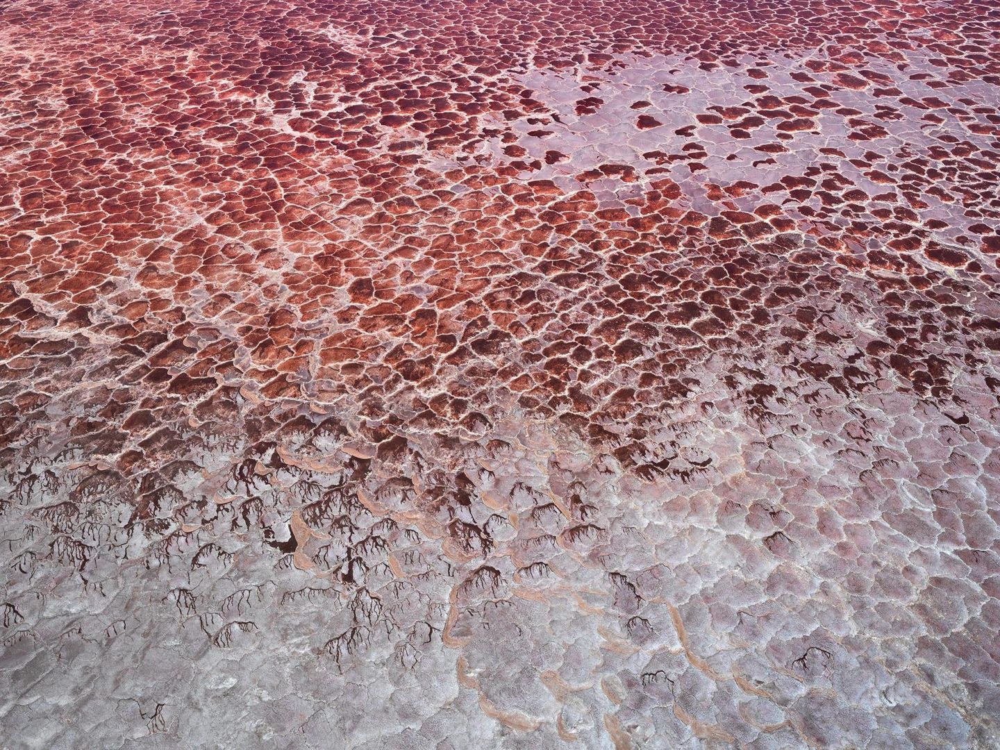 Edward BURTYNSKY (*1955, Canada): Lake Natron #1, Tanzania – Christophe Guye Galerie