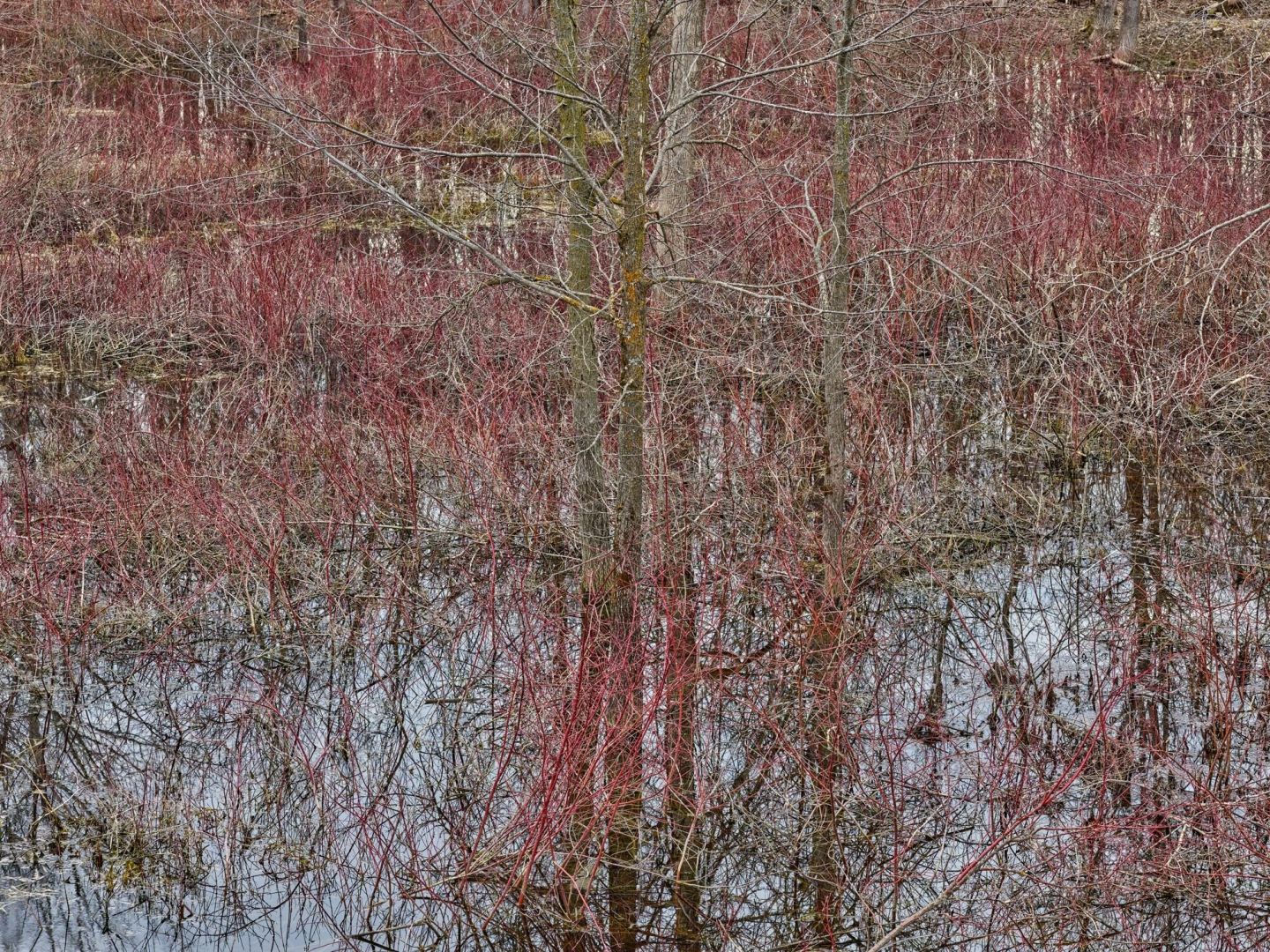 Edward Burtynsky: Natural Order #20, Grey County, Ontario, Canada, Spring – Christophe Guye Galerie