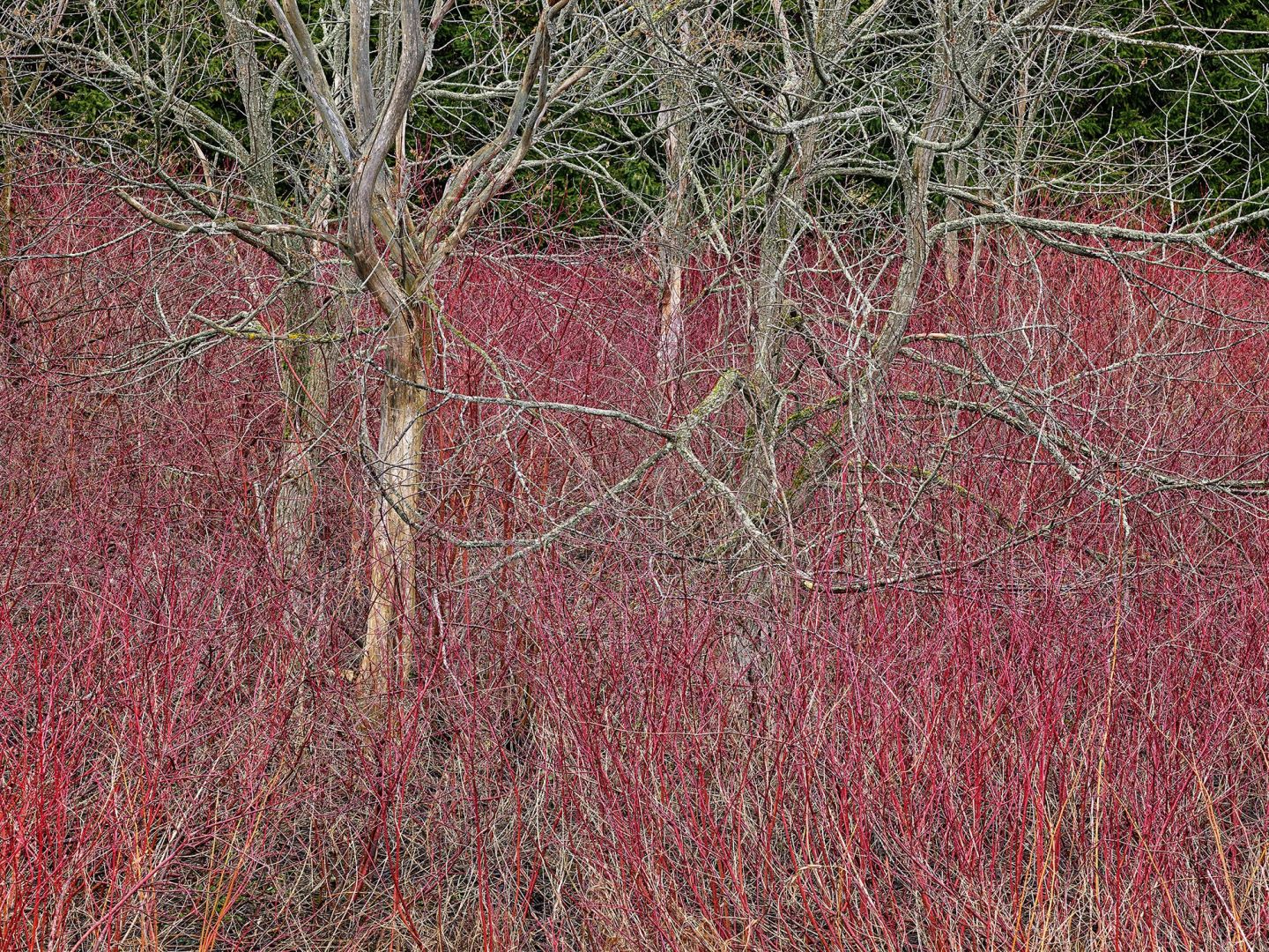 Edward Burtynsky: Natural Order #22, Grey County, Ontario, Canada, Spring – Christophe Guye Galerie