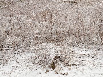 Edward Burtynsky: Natural Order #1, Grey County, Ontario, Canada, Spring – Christophe Guye Galerie