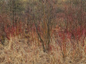 Edward Burtynsky: Natural Order #14, Grey County, Ontario, Canada, Spring – Christophe Guye Galerie