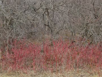 Edward Burtynsky: Natural Order #18, Grey County, Ontario, Canada, Spring – Christophe Guye Galerie