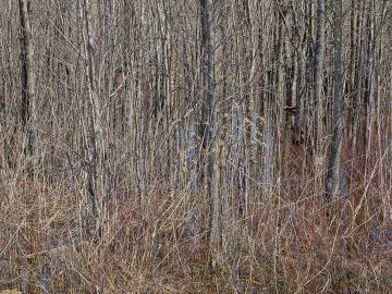 Edward Burtynsky: Natural Order #19, Grey County, Ontario, Canada, Spring – Christophe Guye Galerie