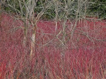 Edward Burtynsky: Natural Order #22, Grey County, Ontario, Canada, Spring – Christophe Guye Galerie