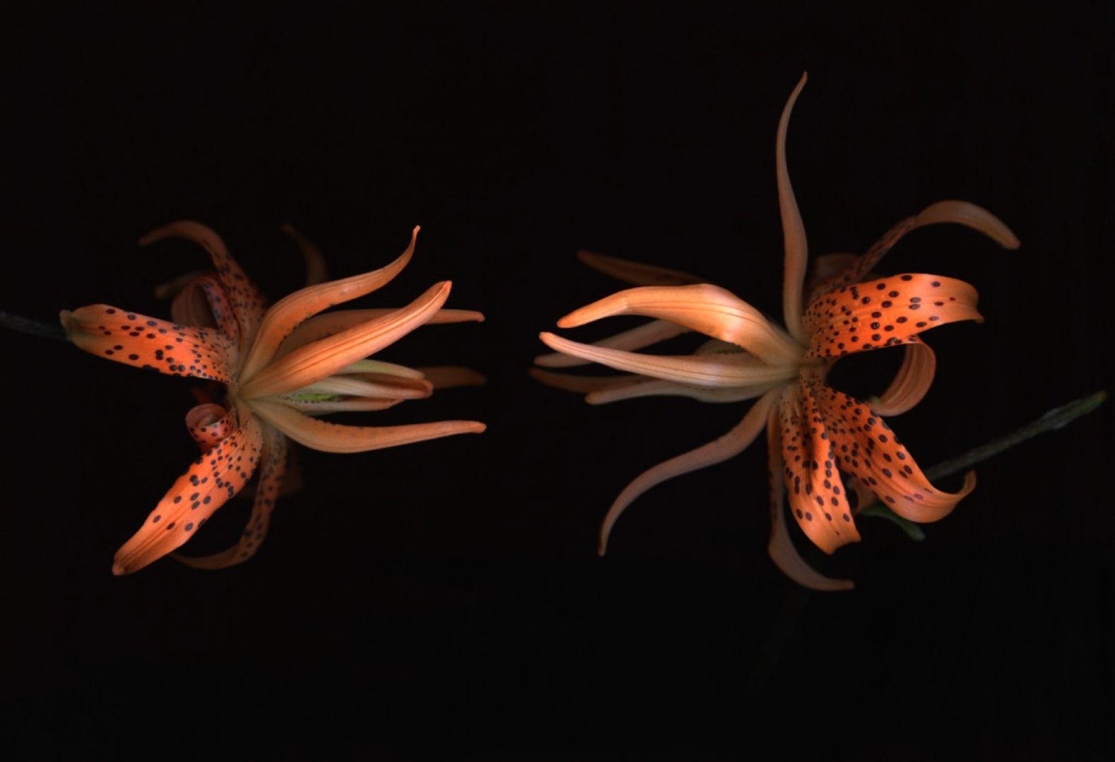 Emma SUMMERTON (*1970, Australia): Not titled yet – Christophe Guye Galerie
