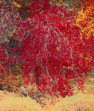 Erik MADIGAN HECK (*1983, United States): Red Autumn Leaves – Christophe Guye Galerie