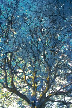 Erik MADIGAN HECK (*1983, United States): Turquoise Canopy – Christophe Guye Galerie