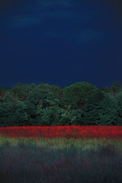 Erik MADIGAN HECK (*1983, United States): Washington Landscape, Version 1, The Garden – Christophe Guye Galerie