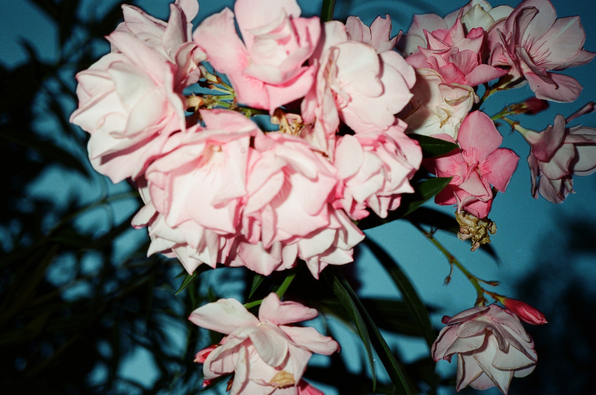 Lina Scheynius - Gallery | Galerie Christophe Guye