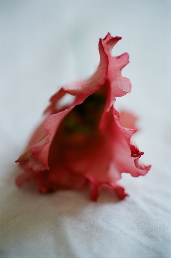 Lina SCHEYNIUS (*1981, Sweden): Untitled from flower 2018 – Christophe Guye Galerie
