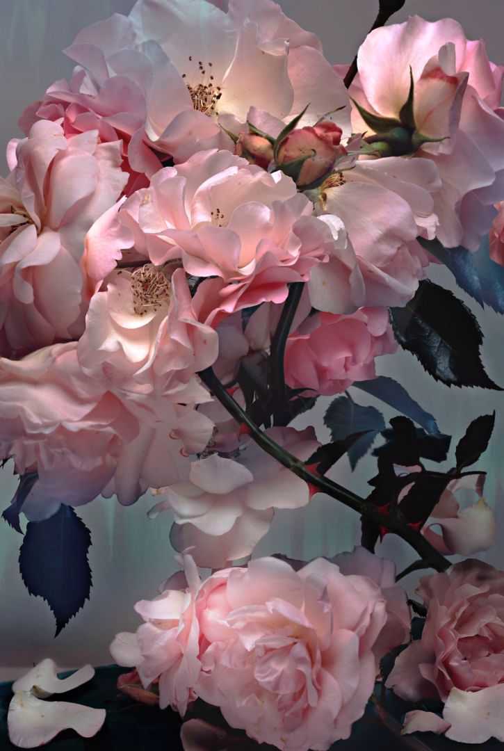 Nick KNIGHT (*1958, Great Britain): Roses – Christophe Guye Galerie