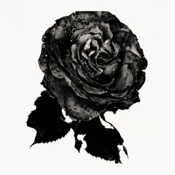 Nick KNIGHT (*1958, Great Britain): Black Rose – Christophe Guye Galerie