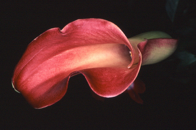 Nobuyoshi ARAKI (*1940, Japan): Flower Rondeau #021 – Christophe Guye Galerie