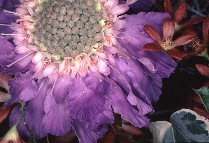 Nobuyoshi ARAKI (*1940, Japan): Flower Rondeau #041 – Christophe Guye Galerie