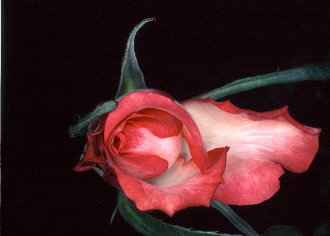 Nobuyoshi ARAKI (*1940, Japan): Flower Rondeau #091 – Christophe Guye Galerie
