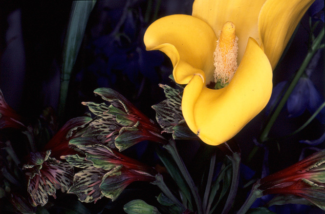 Nobuyoshi ARAKI (*1940, Japan): Flower Rondeau #108 – Christophe Guye Galerie