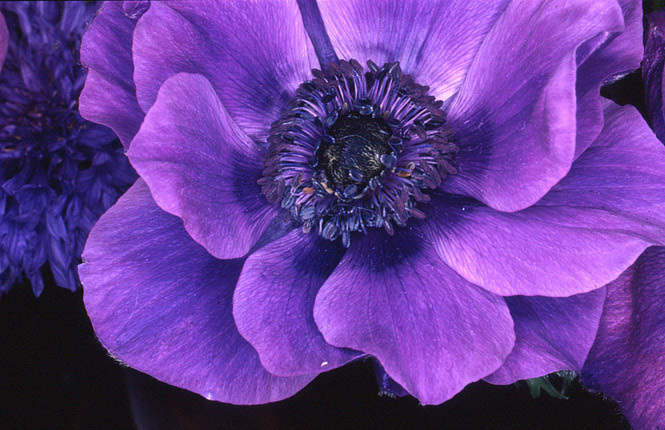 Nobuyoshi ARAKI (*1940, Japan): Flower Rondeau #037 – Christophe Guye Galerie