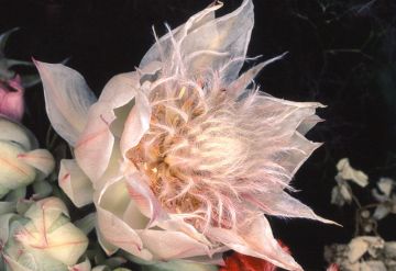 Nobuyoshi ARAKI (*1940, Japan): Flower Rondeau #013 – Christophe Guye Galerie