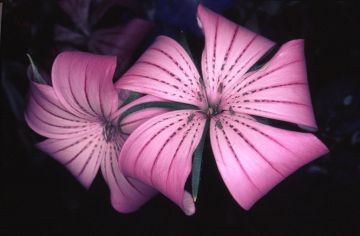 Nobuyoshi ARAKI (*1940, Japan): Flower Rondeau #089 – Christophe Guye Galerie
