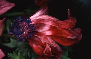Nobuyoshi ARAKI (*1940, Japan): Flower Rondeau #092 – Christophe Guye Galerie