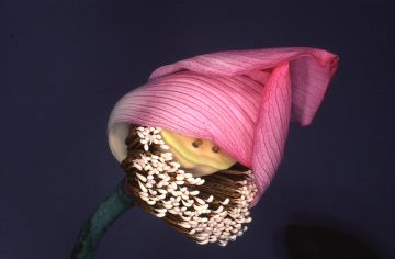 Nobuyoshi ARAKI (*1940, Japan): Flower Rondeau #087 – Christophe Guye Galerie