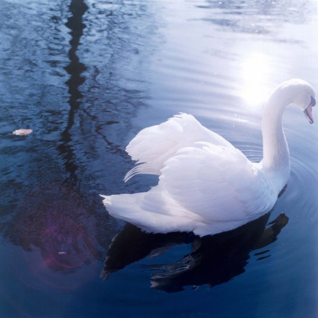 Rinko KAWAUCHI (*1972, Japan): Untitled, from the series 'AILA', 2004 – Christophe Guye Galerie
